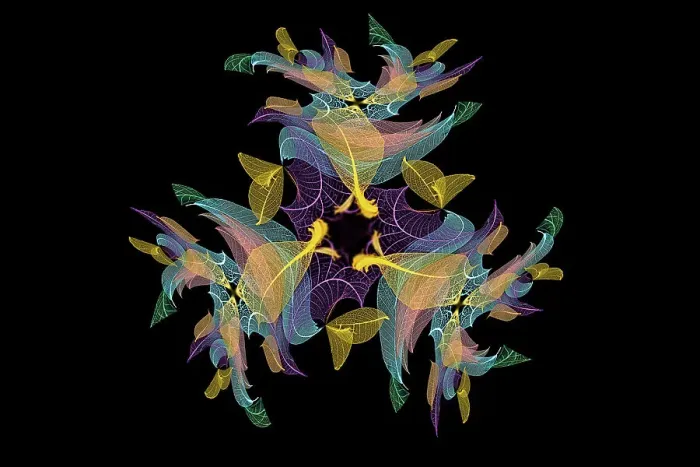 Framed Print : Multi-colored skeleton leaves arranged on black background Framed Print : Multi-colored skeleton leaves arranged on black background