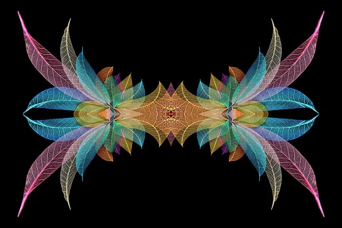 Framed Print : Multi-colored skeleton leaves arranged on black background Framed Print : Multi-colored skeleton leaves arranged on black background