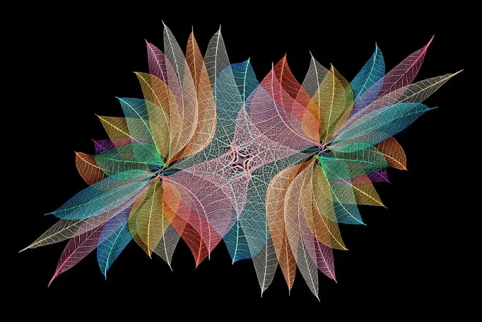 Framed Print : Multi-colored skeleton leaves arranged on black background