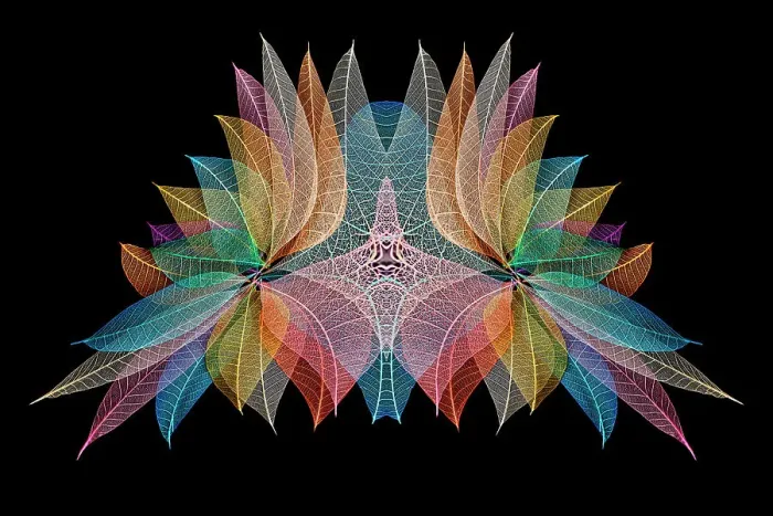 Framed Print : Multi-colored skeleton leaves arranged on black background