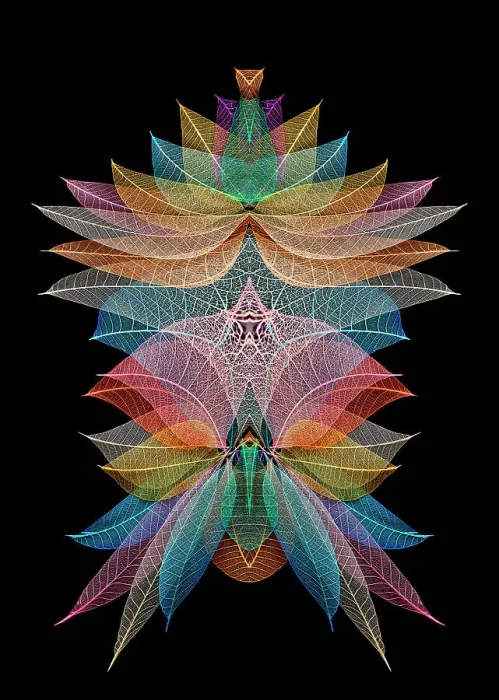 Framed Print : Multi-colored skeleton leaves arranged on black background