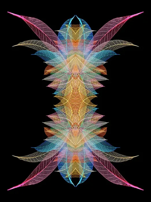 Framed Print : Multi-colored skeleton leaves arranged on black background Framed Print : Multi-colored skeleton leaves arranged on black background