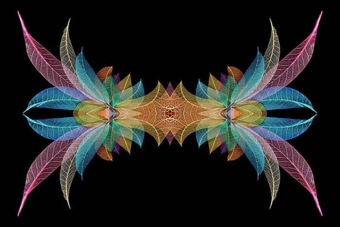 Framed Print : Multi-colored skeleton leaves arranged on black background Framed Print : Multi-colored skeleton leaves arranged on black background