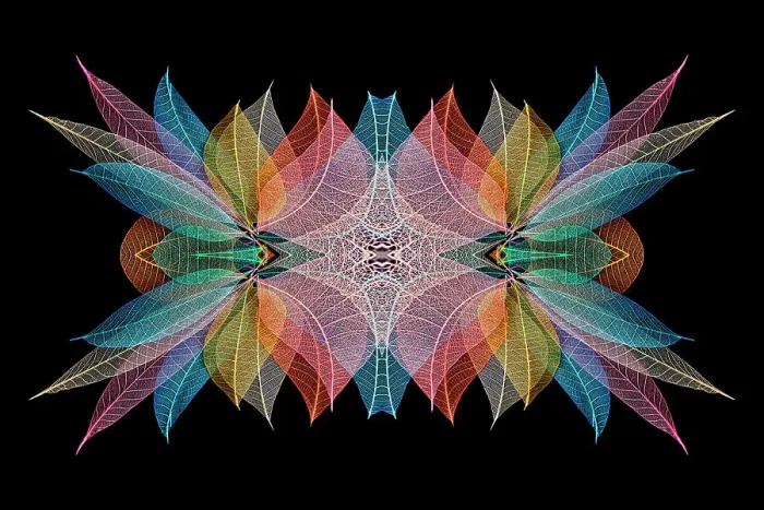 Framed Print : Multi-colored skeleton leaves arranged on black background Framed Print : Multi-colored skeleton leaves arranged on black background