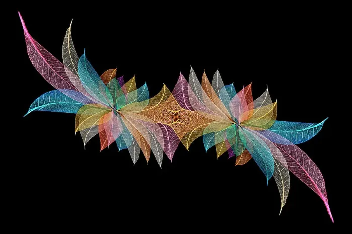 Framed Print : Multi-colored skeleton leaves arranged on black background Framed Print : Multi-colored skeleton leaves arranged on black background
