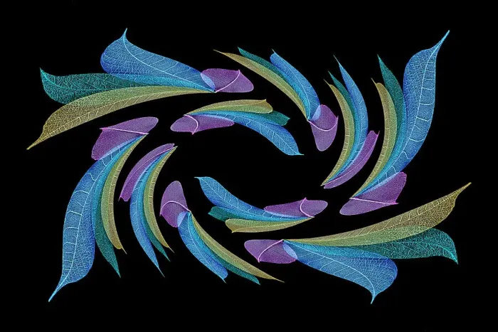 Framed Print : Multi-colored skeleton leaves arranged on black background Framed Print : Multi-colored skeleton leaves arranged on black background