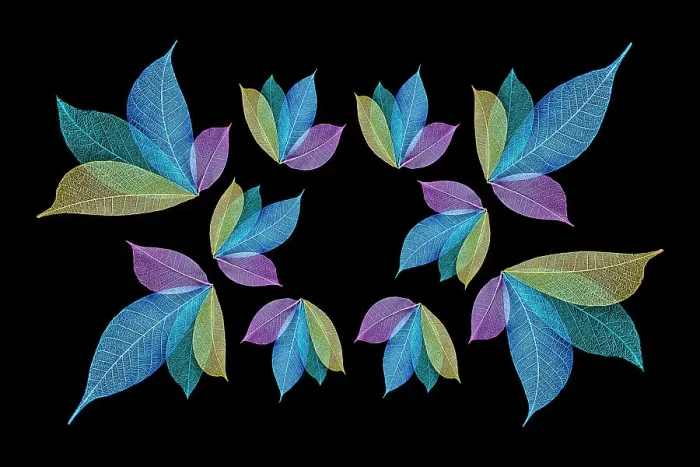 Framed Print : Multi-colored skeleton leaves arranged on black background Framed Print : Multi-colored skeleton leaves arranged on black background