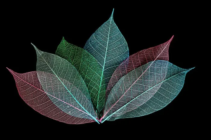 Framed Print : Multi-colored skeleton leaves arranged on black background Framed Print : Multi-colored skeleton leaves arranged on black background