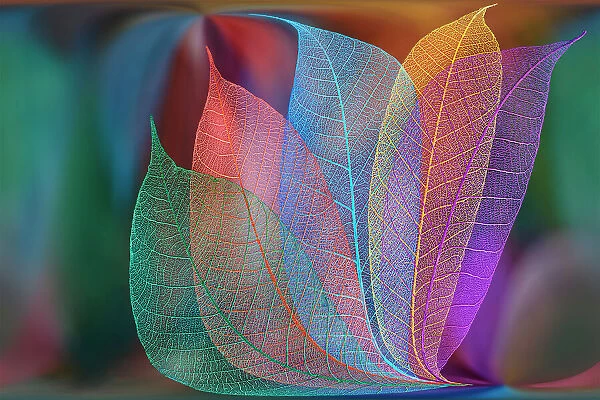 Multi-colored skeleton leaves arranged on colorful background