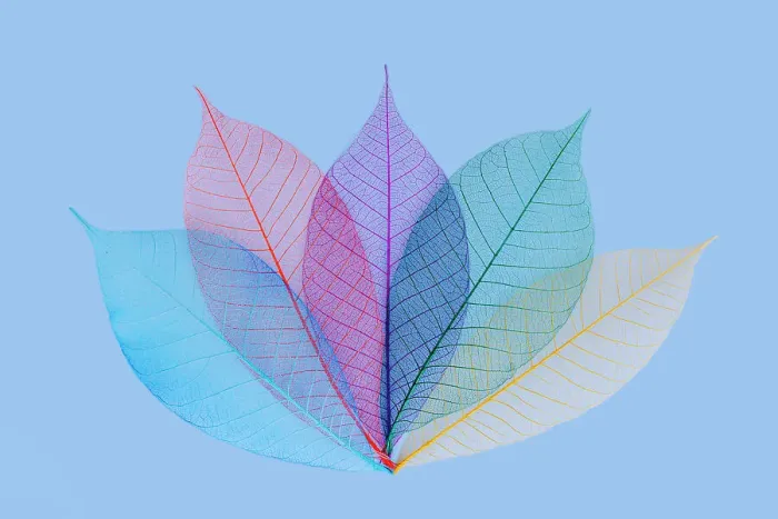 Framed Print : Multi-colored skeleton leaves arranged on light blue background Framed Print : Multi-colored skeleton leaves arranged on light blue background