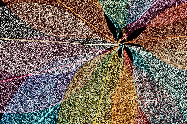 Multi-colored skeleton leaves arranged in radial pattern