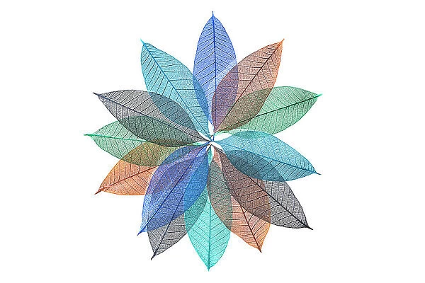 Multi-colored skeleton leaves arranged in radial pattern on white background