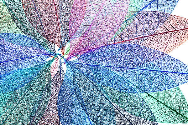 Multi-colored skeleton leaves arranged in radial pattern on white background