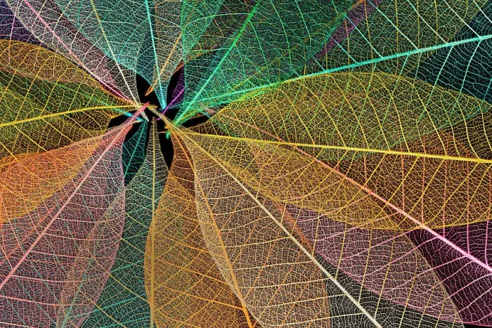 Framed Print : Multi-colored skeleton leaves arranged in radial pattern Framed Print : Multi-colored skeleton leaves arranged in radial pattern
