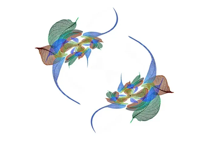 Framed Print : Multi-colored skeleton leaves arranged on white background Framed Print : Multi-colored skeleton leaves arranged on white background