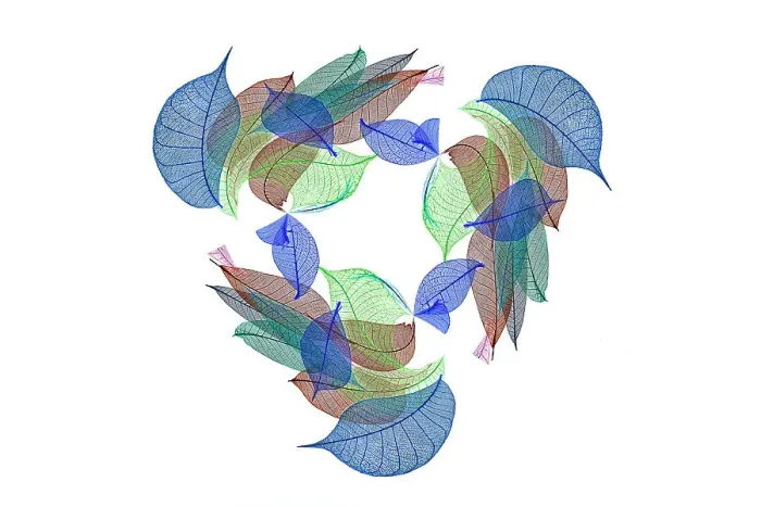 Framed Print : Multi-colored skeleton leaves arranged on white background Framed Print : Multi-colored skeleton leaves arranged on white background