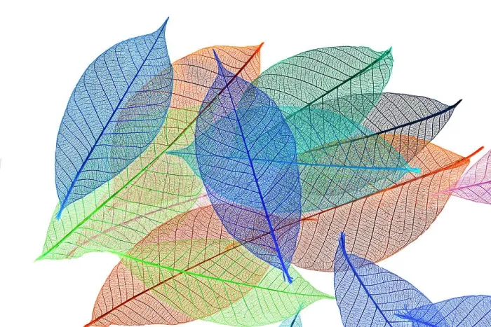 Framed Print : Multi-colored skeleton leaves arranged on white background Framed Print : Multi-colored skeleton leaves arranged on white background