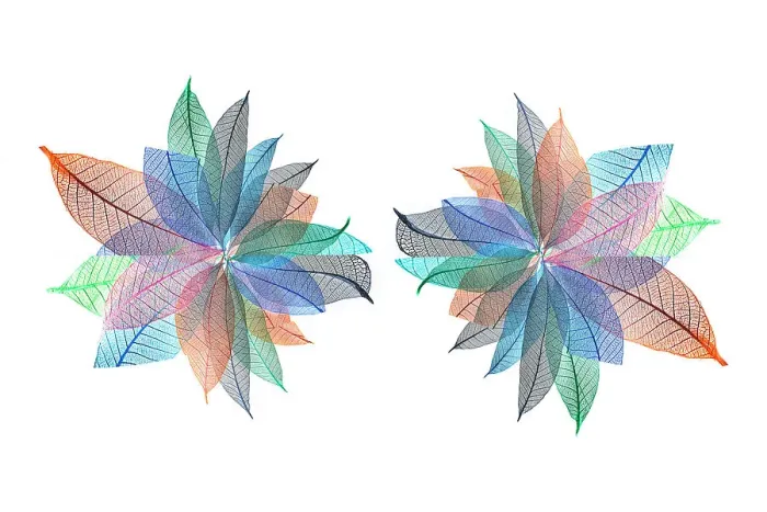 Framed Print : Multi-colored skeleton leaves arranged on white background Framed Print : Multi-colored skeleton leaves arranged on white background