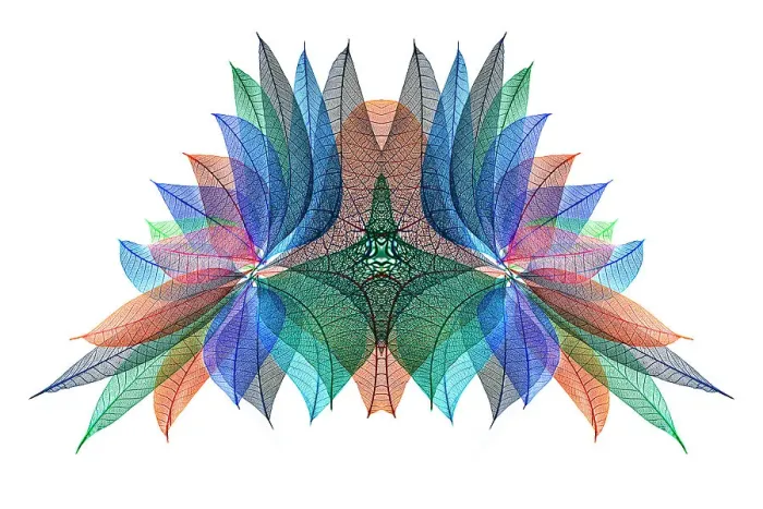Framed Print : Multi-colored skeleton leaves arranged on white background