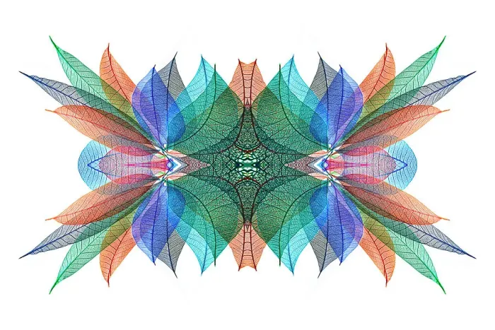 Framed Print : Multi-colored skeleton leaves arranged on white background Framed Print : Multi-colored skeleton leaves arranged on white background