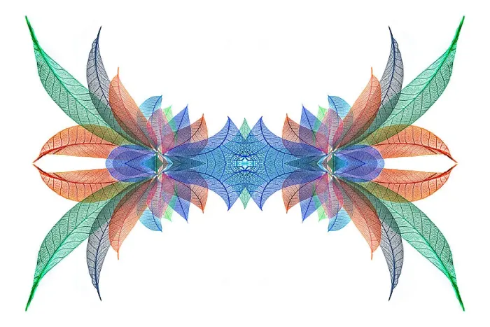 Framed Print : Multi-colored skeleton leaves arranged on white background Framed Print : Multi-colored skeleton leaves arranged on white background