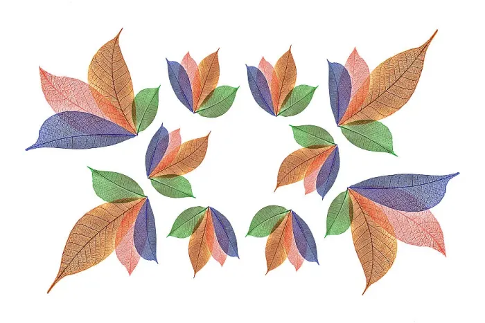 Framed Print : Multi-colored skeleton leaves arranged on white background Framed Print : Multi-colored skeleton leaves arranged on white background