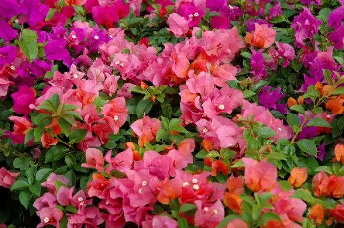 Framed Print : 06. Multicolor bougainvillea Framed Print : 06. Multicolor bougainvillea