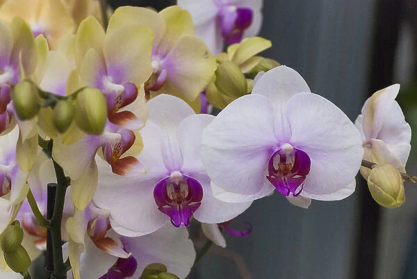 multicolor orchids