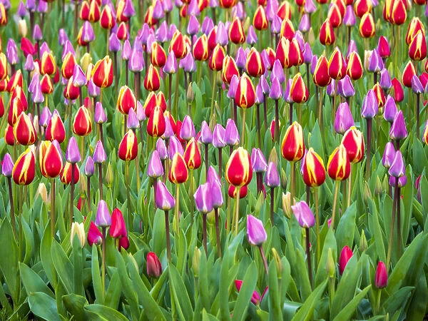 Multicolored flowers in Spring bloom