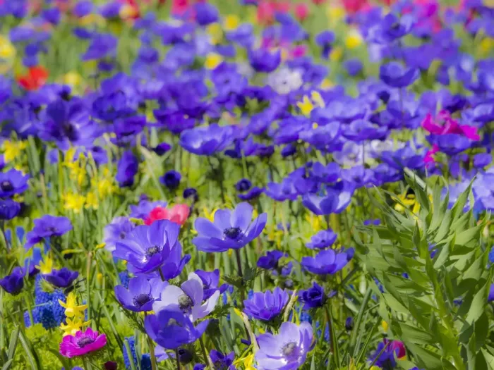 Framed Print : Multicolored flowers in Spring bloom Framed Print : Multicolored flowers in Spring bloom