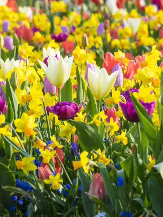 Framed Print : Multicolored flowers in Spring bloom Framed Print : Multicolored flowers in Spring bloom