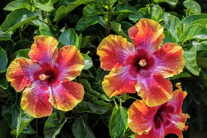 Framed Print : Multicolored hibiscus Framed Print : Multicolored hibiscus