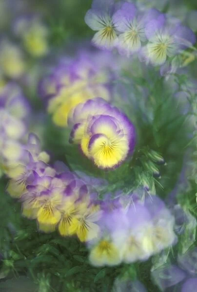 Multiple Exposure abstract of pansy flowers