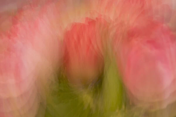 Multiple-exposure of bouquet of pink tulip flowers