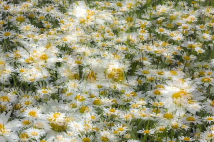 Framed Print : Multiple exposure of group of daisy flowers, Kentucky Framed Print : Multiple exposure of group of daisy flowers, Kentucky