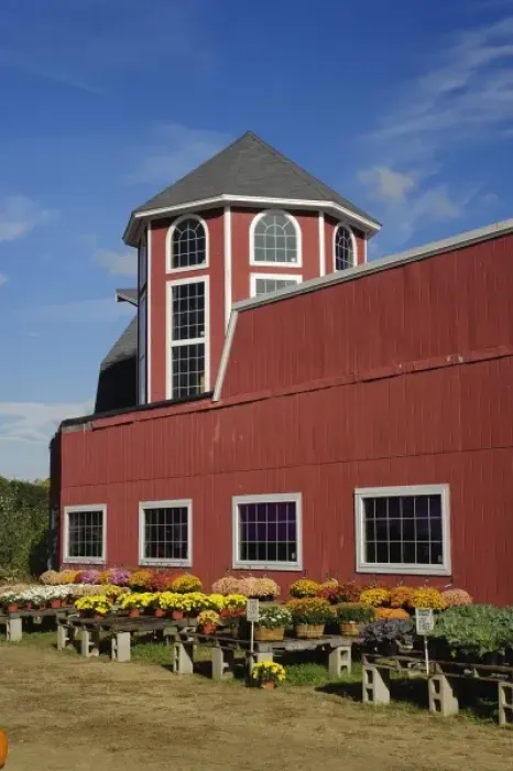 Framed Print : Mums and red barn near Concord, Massachusetts Framed Print : Mums and red barn near Concord, Massachusetts