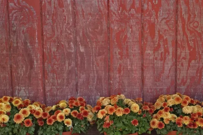 Framed Print : Mums and red barn wall Framed Print : Mums and red barn wall