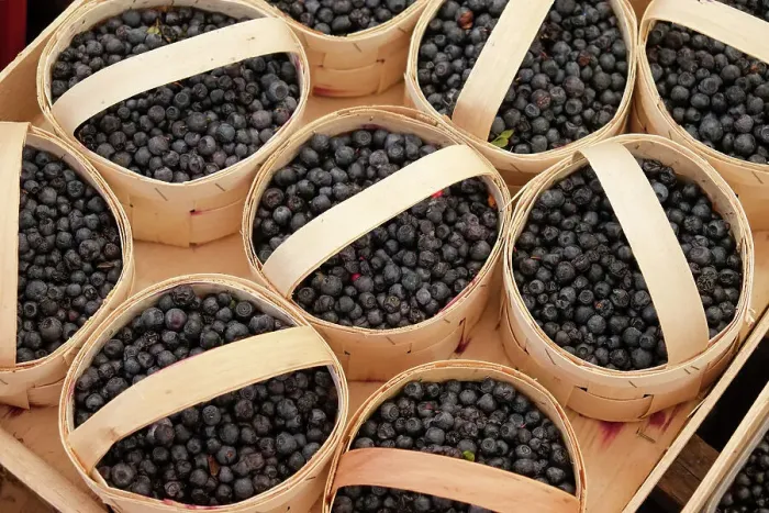 Framed Print : Munich, Germany. Farmers market. Wild blueberries Framed Print : Munich, Germany. Farmers market. Wild blueberries