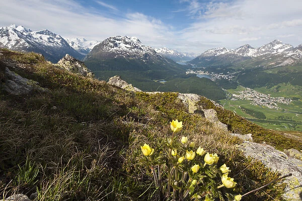 Muottas Muragl, Switzerland. Alpine flowers and views of Celerina and St. Moritz