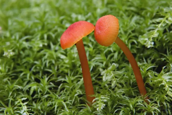 Framed Print : Mushroom close-up, Great Smoky Mountains National Park, Tennessee