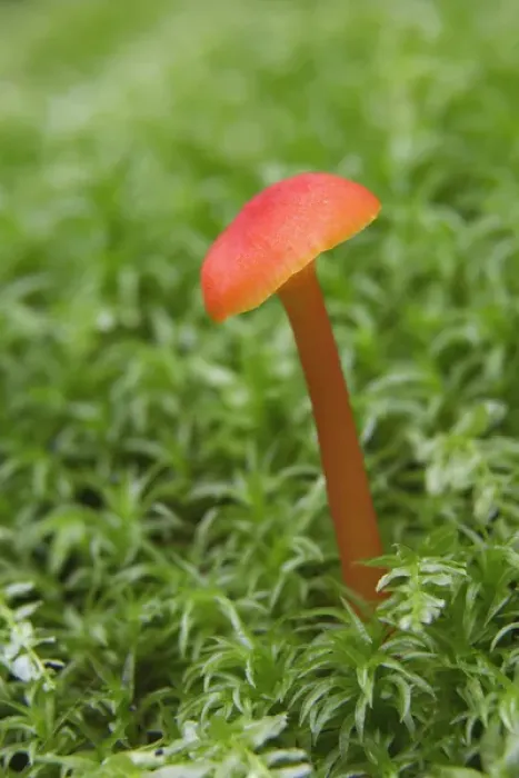 Framed Print : Mushroom close-up, Great Smoky Mountains National Park, Tennessee