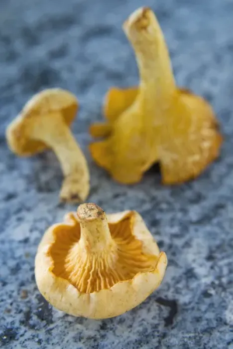 Framed Print : Mushrooms, Chanterelles, (Cantharellus cibarius) Framed Print : Mushrooms, Chanterelles, (Cantharellus cibarius)