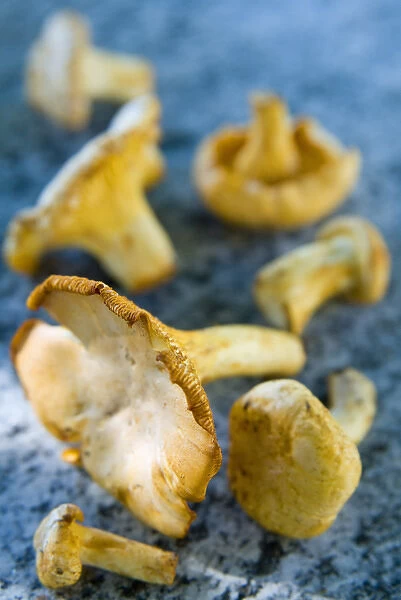 Mushrooms, Chanterelles, (Cantharellus cibarius)