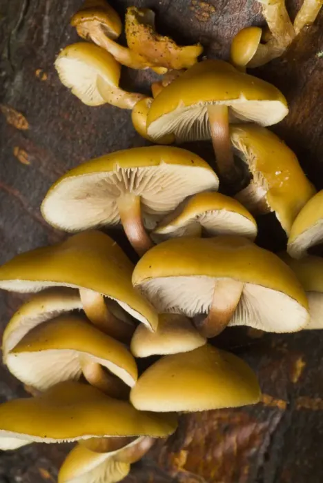 Framed Print : Mushrooms, Stanley Park, British Columbia
