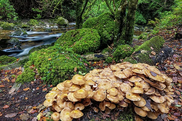 Mushrooms along Torq Creek in Killarney National Park