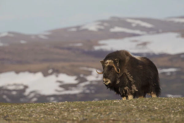 Musk Ox, Arctic tundra