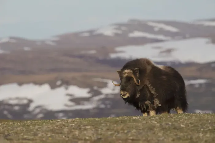 Framed Print : Musk Ox, Arctic tundra