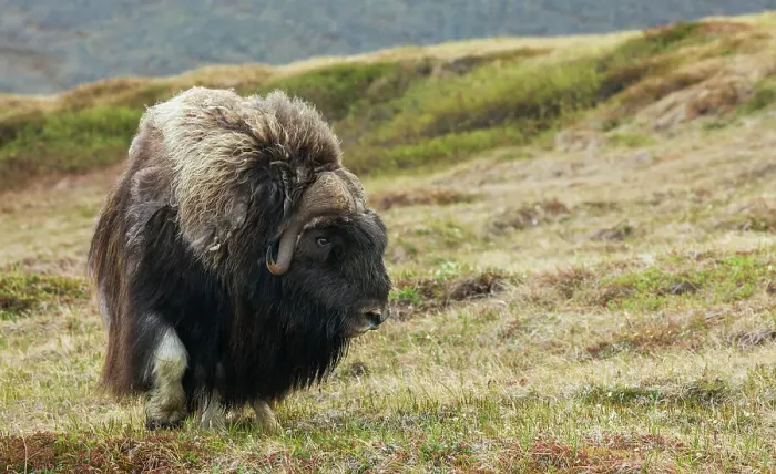 Framed Print : Musk ox, Arctic tundra Framed Print : Musk ox, Arctic tundra