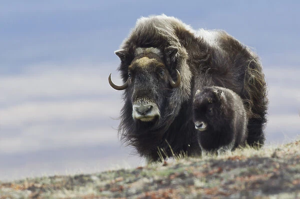 Musk Ox with Calf