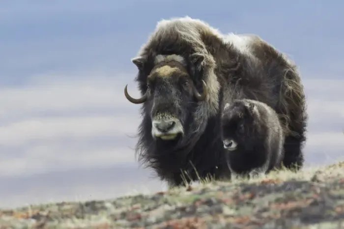 Framed Print : Musk Ox with Calf Framed Print : Musk Ox with Calf